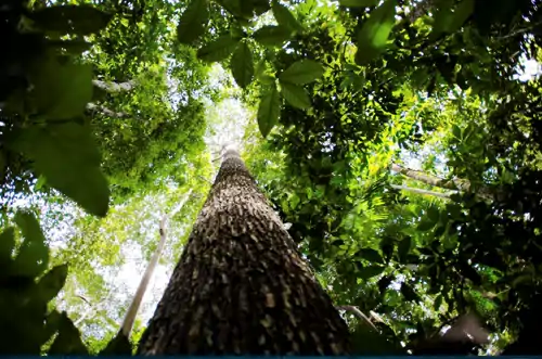 Mensuração de Carbono Florestal